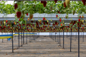 Fresh organic strawberry cultivation in greenhouse