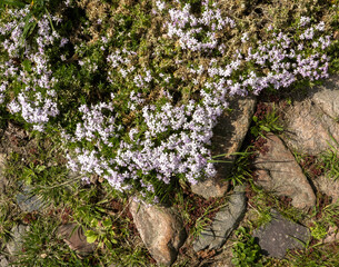 Phlox flowers growing on the stone path.