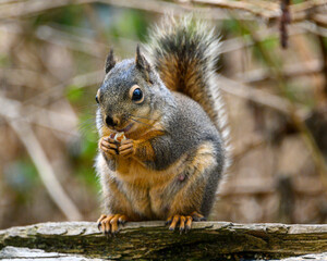 Squirrel holding nut in a natural setting during daylight in a serene environment