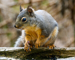 Douglas squirrel perched on a branch with soft fur and bright eyes in a natural forest setting during daytime