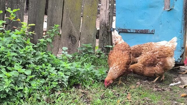 Young Loman Brown chickens in the pen eating food and pecking