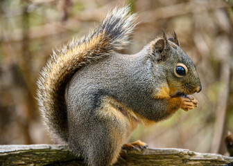 Squirrel munching on a nut on a branch in a wooded area during early morning