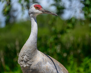 Sandhill crane stands gracefully during a sunny day in a lush green habitat near water