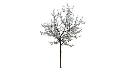 Obraz premium Tree