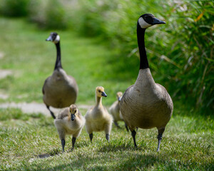Family of geese walking together in a lush green park during a sunny day