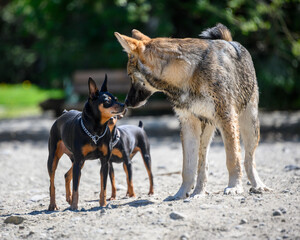 Friendly encounter between a small dog and a wolf in a sunny outdoor park with dirt ground during daytime