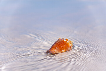 shell in the water