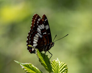 Butterfly perched on fresh green leaf in a serene natural setting during daylight hours