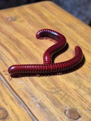 Bugs, Frogs and Spiders