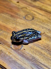 Bugs, Frogs and Spiders