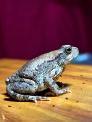 Bugs, Frogs and Spiders