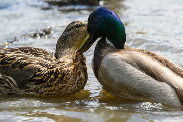 Obraz premium Mallard ducks interact aggressively in a serene pond during the afternoon light while surrounded by rippling water