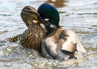 Two mallard ducks interacting aggressively in a calm river during a sunny afternoon near a quiet park
