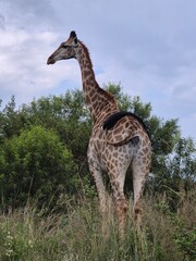Animals in Nature