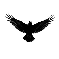 Fototapeta premium Dramatic black raven soars in flight against a stark white background