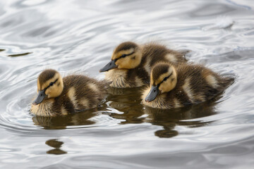 Three mallard ducklings swim together in a serene pond, showcasing their fluffy feathers and playful nature during a sunny afternoon