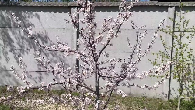 spring blossom on fruit trees in garden landscape