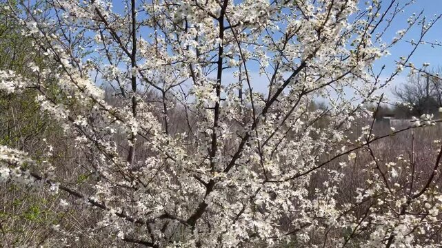 spring blossom on fruit trees in garden landscape