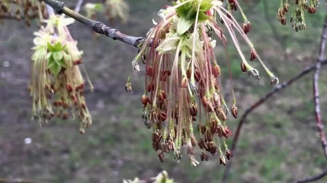 boxelder maple blooming, long stamens moving