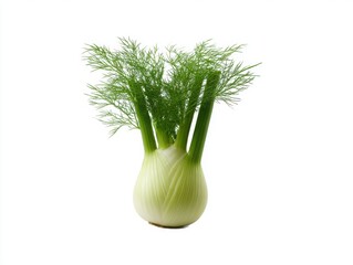 Fresh green fennel bulb plant isolated isolated on white background