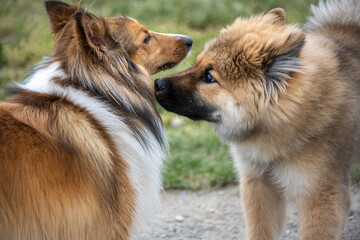 Dogs interacting playfully in a serene outdoor environment during a sunny afternoon