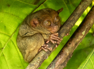 Fototapeta premium Tarsier monkey on tree in Philippines