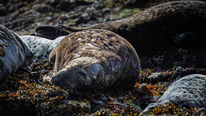 Grey Seals, basking on rocks between tides, Farne Islands, Northumberland, April 2025