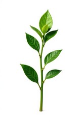 Fototapeta premium Single stem of green plant isolated on white background, greenery, botanicals, stem