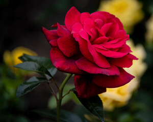 Bright red rose blooming in a garden surrounded by yellow roses under soft sunlight