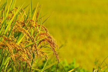 実りの秋、大蕨の棚。山辺、山形、日本。9月中旬。