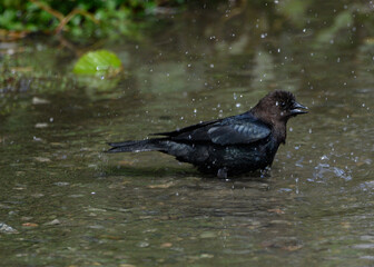 Bird bathing in a tranquil stream surrounded by lush greenery during a light rain shower