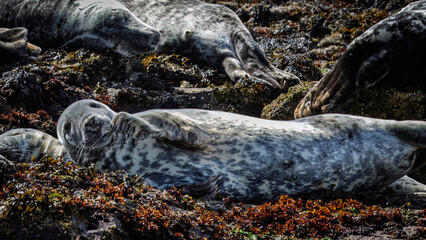 Grey Seals, basking on rocks between tides, Farne Islands, Northumberland, April 2025