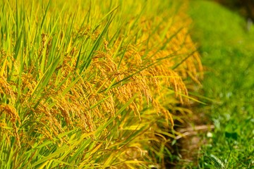 実りの秋、大蕨の棚。山辺、山形、日本。9月中旬。