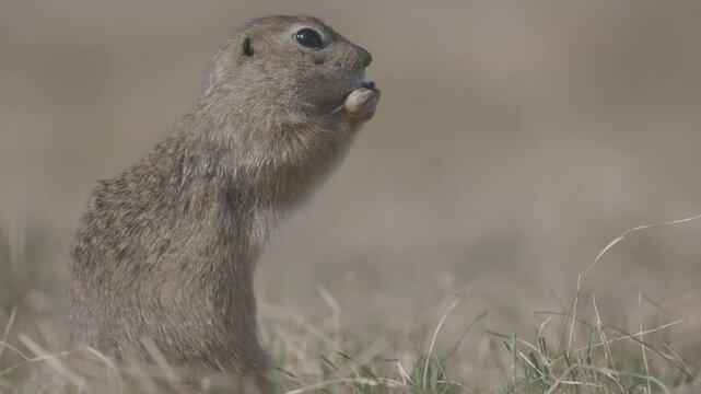 Funny fluffy gopher eat bread, little ground squirrel or little suslik, Spermophilus pygmaeus is a species of rodent in the family Sciuridae. Slow motion video ProRes 422, ungraded C-LOG 10 bit color