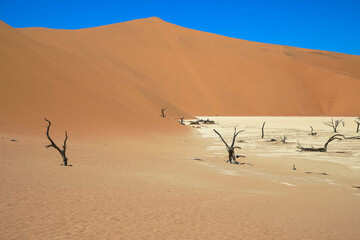 Deadvlei salt pan with dried-up Carmel thorn trees in Sossusvlei, Namibia. Dry, dead trees, red sand dunes, and cloudless blue skies characterize the spectacular landscape of the Namib Desert. Namibia