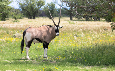 Oryx antelope stands in the savannah. Seen during a game drive in Etosha National Park. Tourism and vacation concept. Namibia, Africa.