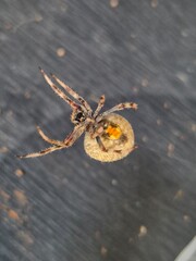 Spiders and insects