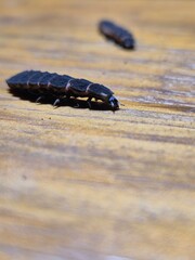 Spiders and insects