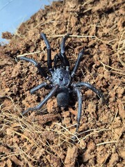 Spiders and insects