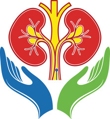 Obraz premium Stylized kidney illustration bright red kidney on hands vector illustration
