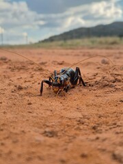 Obraz premium Spiders and insects