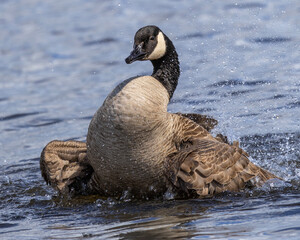 Canada goose splashes in clear water under bright sunlight in a serene lake setting
