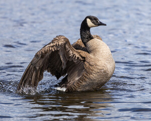 Canada goose spreading its wings in a tranquil lake during a sunny afternoon