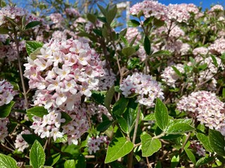 Korean Spice Viburnum flower