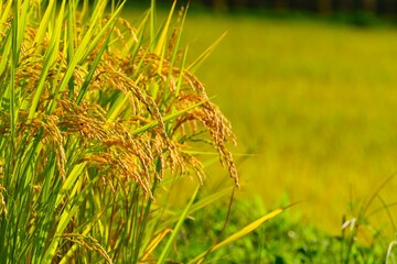 実りの秋、大蕨の棚。山辺、山形、日本。9月中旬。