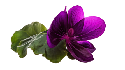 Beautiful purple cyclamen flowers with green leaves on transparent background