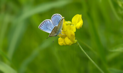 Polyommatus icarus. A butterfly in its natural environment. Beautiful macro photography.