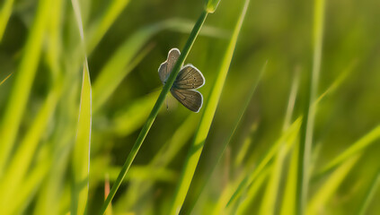 Polyommatus icarus. A butterfly in its natural environment. Beautiful macro photography.