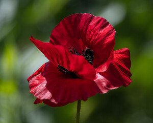 Vibrant red poppy flower blooming in a sunny meadow during summer