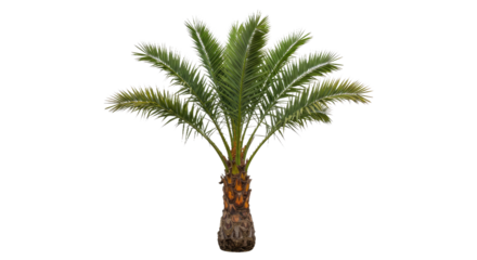 Isolated Bottle Palm Hyophorbe Lagenicaulis White Background Swollen Trunk Arching Fronds Tropical Plant PNG